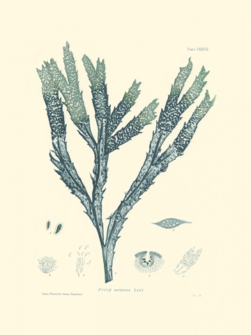 Nature Print in Aqua III