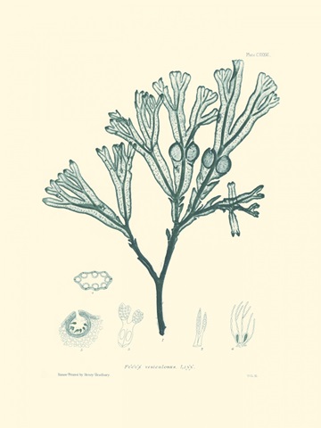 Nature Print in Aqua IV