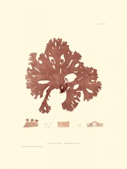 Nature Print in Coral I