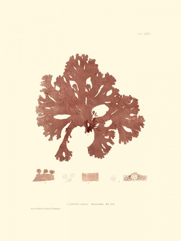 Nature Print in Coral I