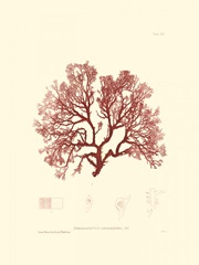 Nature Print in Coral II