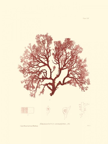 Nature Print in Coral II