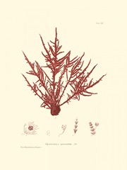 Nature Print in Coral III