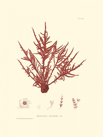 Nature Print in Coral III