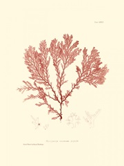 Nature Print in Coral IV