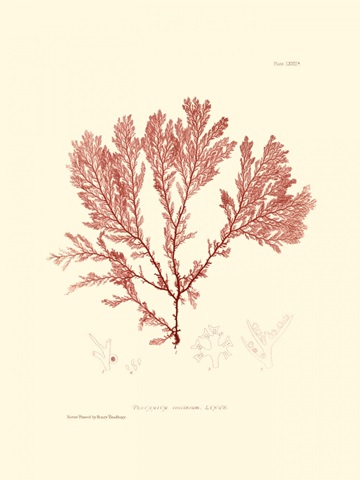 Nature Print in Coral IV