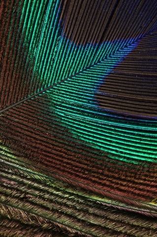 Peacock Feathers I