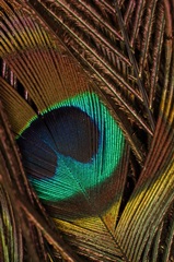 Peacock Feathers II