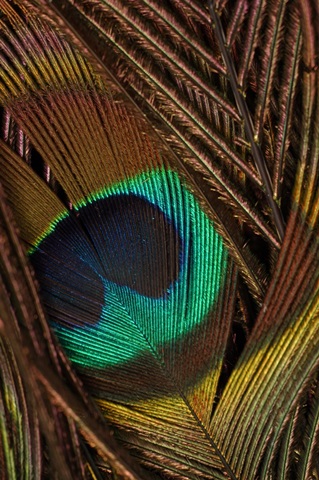 Peacock Feathers II