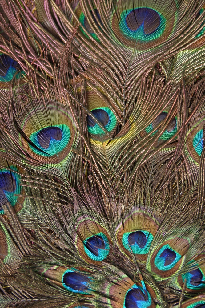 画材 Peacockesque Pickforu, 1k pcs, Peacock, Z-398, 23-3/4