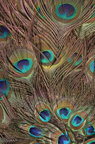 Peacock Feathers III