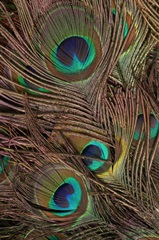 Peacock Feathers IV