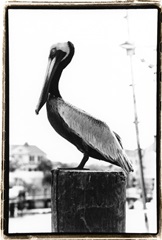 Pelican Perch