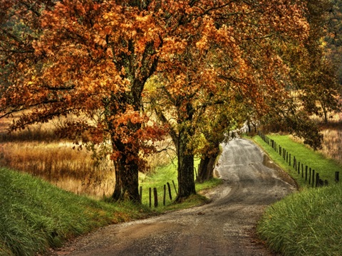 Rainy Morning on Hyatt Lane