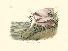 Roseate Spoonbill