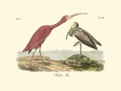 Scarlet Ibis