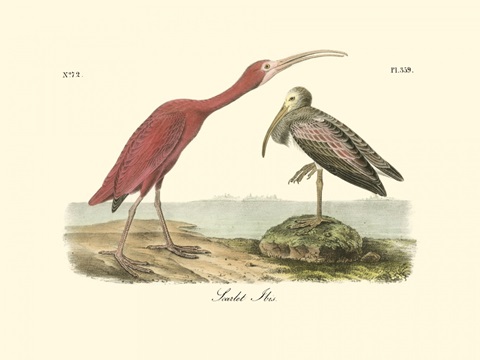 Scarlet Ibis