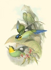 Small Birds of Tropics I