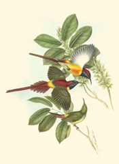Small Birds of Tropics III