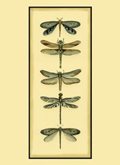 Small Dragonfly Collector I