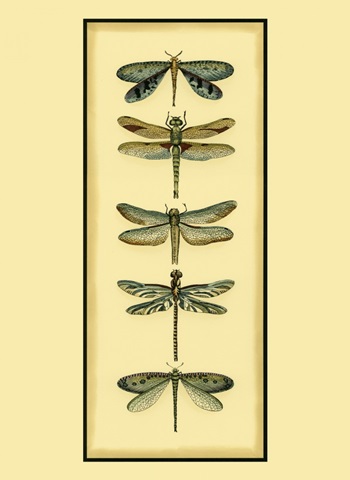 Small Dragonfly Collector I