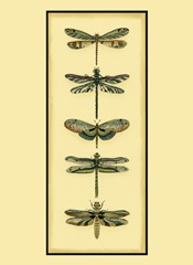 Small Dragonfly Collector II