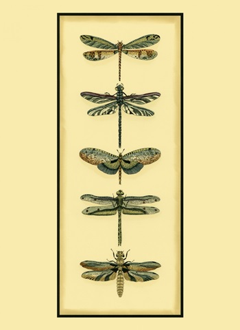 Small Dragonfly Collector II