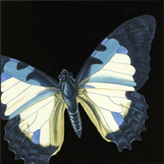 Small Dramatic Butterflies I