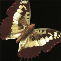 Small Dramatic Butterflies IV