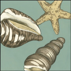 Small Shell Trio on Blue I