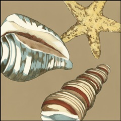 Small Shell Trio on Khaki I