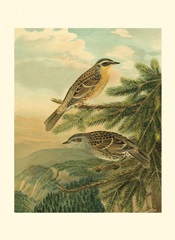 Small Woodland Birds I
