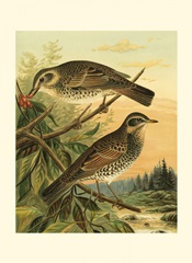 Small Woodland Birds II