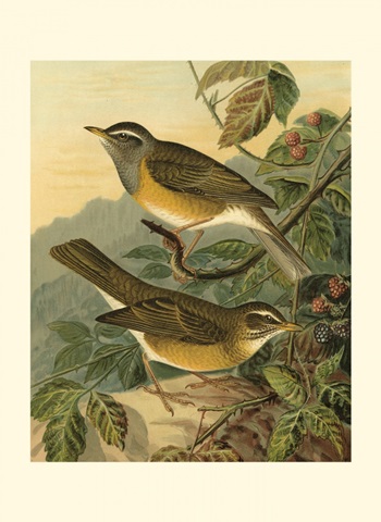 Small Woodland Birds III