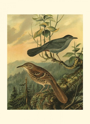 Small Woodland Birds IV