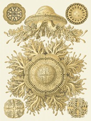 Sophisticated Sealife I