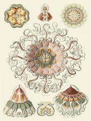 Sophisticated Sealife II