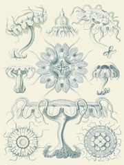 Sophisticated Sealife III