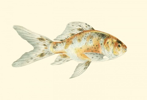 Speckled Goldfish