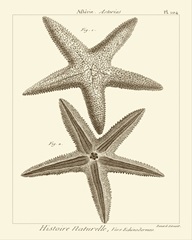 Striking Starfish I