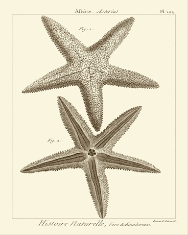 Striking Starfish I