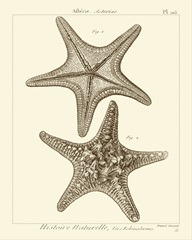 Striking Starfish II