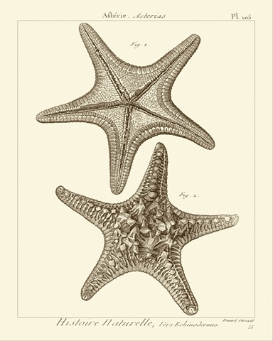 Striking Starfish II