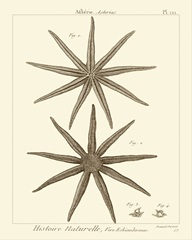 Striking Starfish III