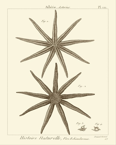 Striking Starfish III