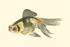 Telescope Goldfish