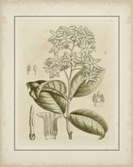 Tinted Botanical III