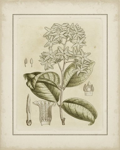 Tinted Botanical III