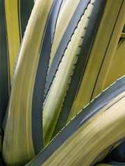 Variegated Agave II
