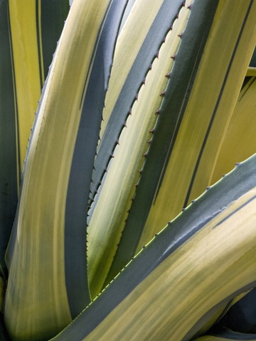 Variegated Agave II